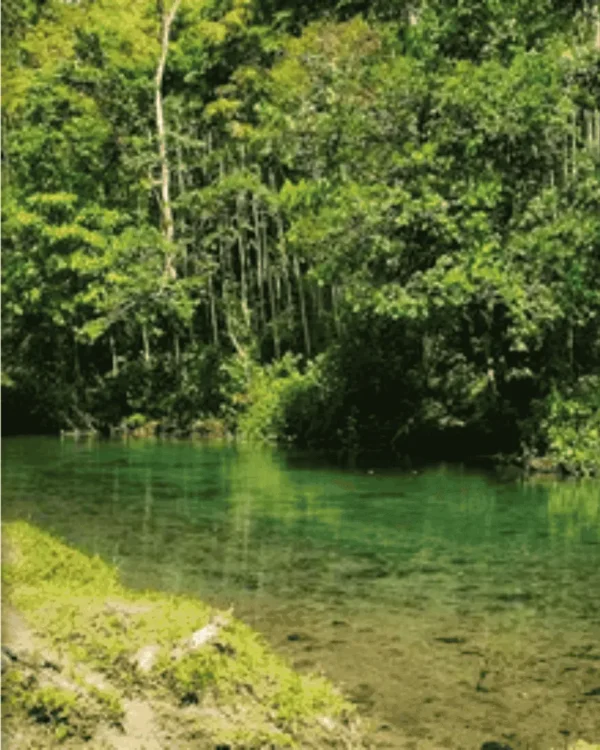 Full Day Bosque de las Nuwas - Imagen 3